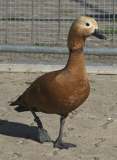 双探花合砍